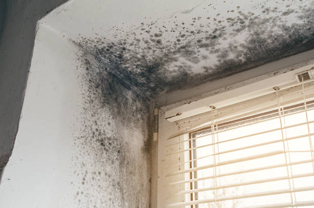 Trusted Commercial Mold Remediation service in Johnstown, PA - Cheap Mold Removal